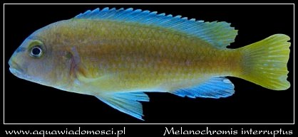 Melanochromis interruptus.jpg